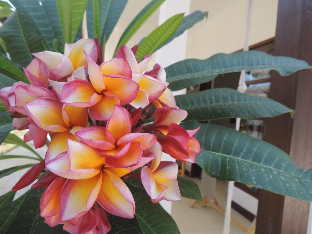 Casus Dream Hotel غيلي تراوانغان المظهر الخارجي الصورة